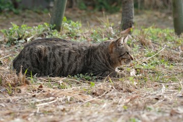 street cat crouching on side street in park.