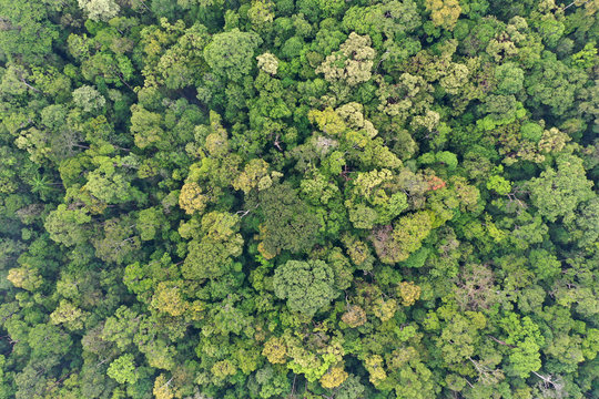 Rainforest trees forest aerial photo