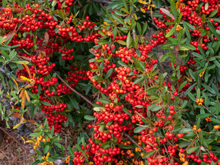 Cranberry bushes with green leaves in Kyoto Japan