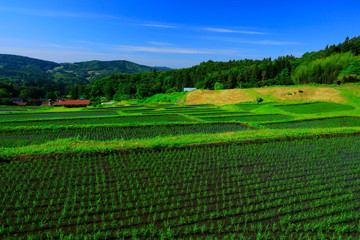 一関市　山吹の棚田