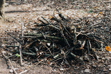 Wooden logs in the forest, stacked in a pile in Dolomites. Freshly chopped tree logs stacked up on top