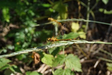 Large motley dragonfly on a branch of a plant.