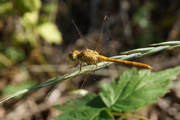Large motley dragonfly on a branch of a plant.
