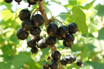 Red, juicy, ripe currants in the garden. A bush of ripe and juicy black currants with green leaves.