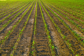 Young corn field in sunrise, rows of plants, agriculture and plant protection