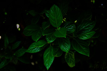 branch with green leaves stand out from the dark, natural fresh background
