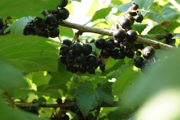 Red, juicy, ripe currants in the garden. A bush of ripe and juicy black currants with green leaves.