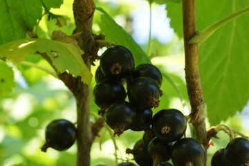 Red, juicy, ripe currants in the garden. A bush of ripe and juicy black currants with green leaves.