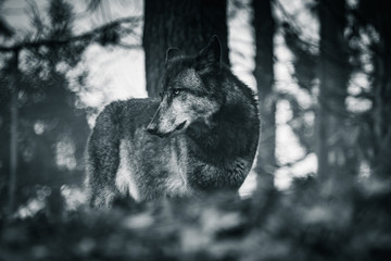 portrait of wolf looking at camera