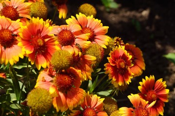Adorable Mexican Zinnia. A close relative of aster, an overseas beauty admires with its unmatched shades of silky petals.