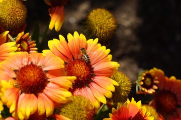 Adorable Mexican Zinnia. A close relative of aster, an overseas beauty admires with its unmatched shades of silky petals.