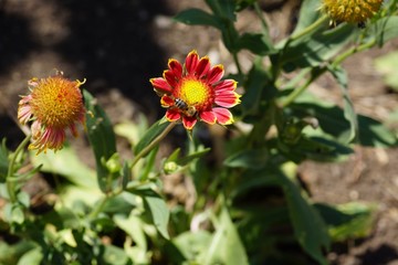 Adorable Mexican Zinnia. A close relative of aster, an overseas beauty admires with its unmatched shades of silky petals.