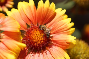 Adorable Mexican Zinnia. A close relative of aster, an overseas beauty admires with its unmatched shades of silky petals.