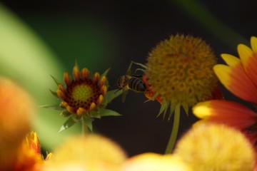 Adorable Mexican Zinnia. A close relative of aster, an overseas beauty admires with its unmatched shades of silky petals.