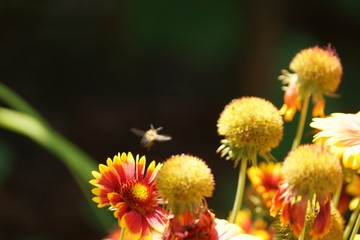 Adorable Mexican Zinnia. A close relative of aster, an overseas beauty admires with its unmatched shades of silky petals.
