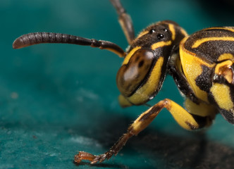 Macro Photo of Wasp on Blue Green Metal Material