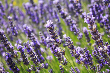 Blooming lavender in the field. Lavender flowers.