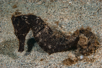 Fototapeta premium Estuary Seahorse Hippocampus kuda