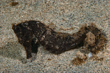 Estuary Seahorse Hippocampus kuda