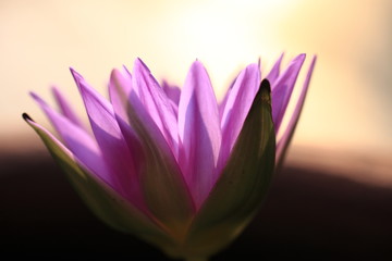 Fototapeta premium Waterlily is blooming in the morning. Purple flower is beautiful. Selective focus and blurred background.