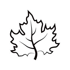 Maple leaf. Vector icon. Leaf illustration. Canada symbol.
