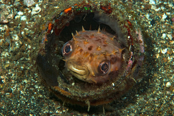 Orbicular Burrfish Ciclychthys orbicularis