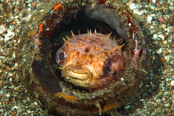 Orbicular Burrfish Ciclychthys orbicularis