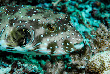 Stars and Stripes Pufferfish Arothron hispidus