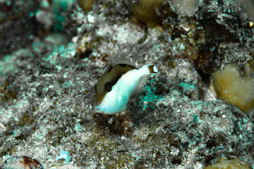 Fototapeta na wymiar Flagtail Triggerfish Sufflamen chrysopterus