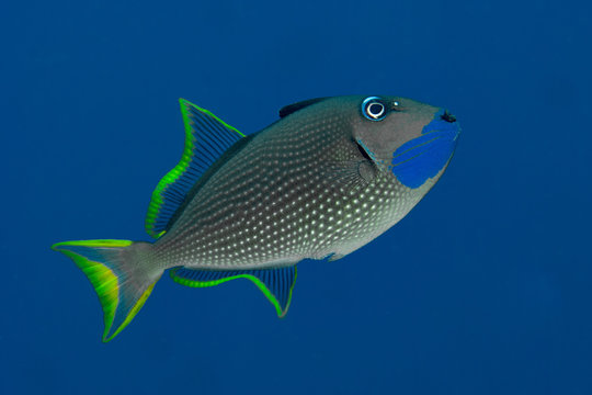 Gilded Triggerfish Xanthichthys auromarginatus