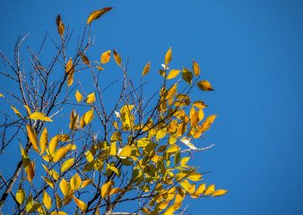Tree branch with yellow autumn leaves isolated against a cold blue sky image with copy space in landscape format