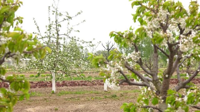 Beautiful Garden Of Young Fruit Trees. Trees Are Blooming. Close up of blooming wild cherry (Prunus avium) in spring. Branch with white flowers and young leaves.