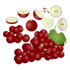 Red grape vector illustration set. Whole, sliced and halved Red grape graphics.