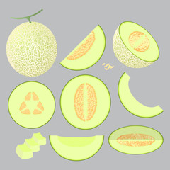Green cantaloupe vector illustration set. Whole, sliced and halved Green cantaloupe graphics.