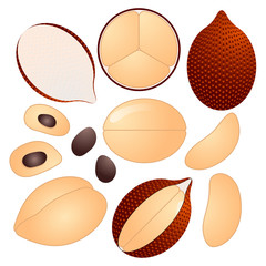 Fototapeta premium Salak vector illustration set. Whole, sliced and halved Salak graphics. 