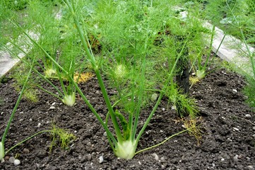 Fenchel, Gemüsepflanze, Gemüsebeet