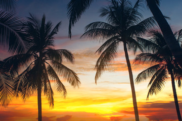 Obraz na płótnie Canvas coconut tree at tropical coast,made with Vintage Tones,Warm tones