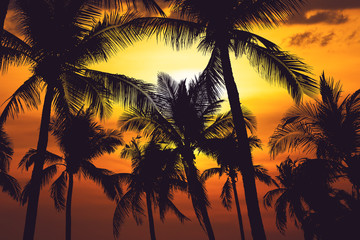 Obraz na płótnie Canvas coconut tree at tropical coast,made with Vintage Tones,Warm tones