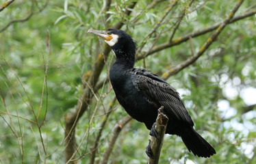 A pretty Cormorant, Phalacrocorax carbo, perching on a tree above a lake.