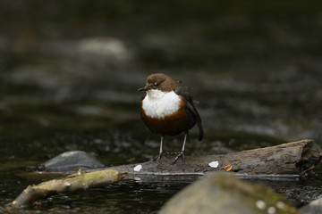 A beautiful Dipper (Cinclus cinclus) standing on a branch in the middle of a river. It has been diving under the water catching food to eat.