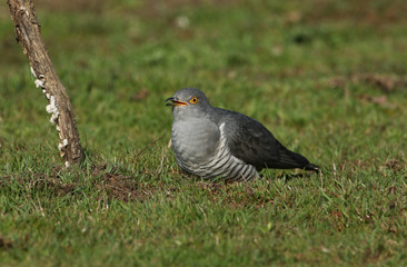 A stunning Cuckoo (Cuculus canorus) searching on the ground in a meadow for food.	