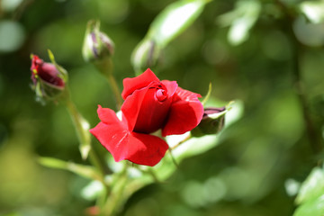 Beautiful red rose in the summer garden close up