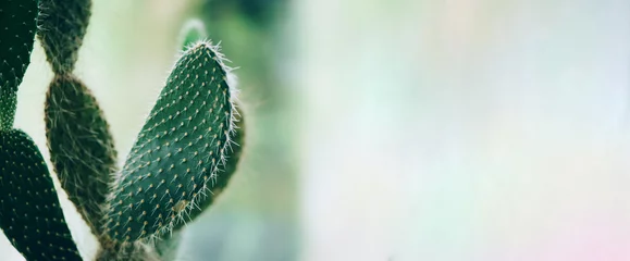 Fototapeten Tropischer Kaktus-Hintergrund. Minimalismus-Stil. Kreatives Konzept. Trendige exotische modische Pflanze. Reisekonzept © jchizhe