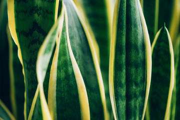 Obraz premium Green succulent plant. Macro of leaves of Sansevieria trifasciata, Snake Plant. Tropical background