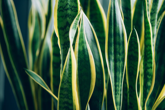 Green succulent plant. Macro of leaves of Sansevieria trifasciata, Snake Plant. Tropical background