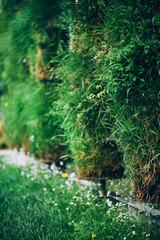Green wall. Eco friendly vertical garden concept. Nature, summer, spring and garden concept. Banner with copy space
