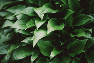 Fototapeta na wymiar Fresh green foliage. Leaves background. Green dynamic backdrop for your design. Tropical leaf texture.
