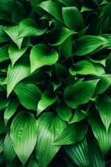 Fototapeta na wymiar Green leaves texture. Tropical leaf background. Banner. Top view