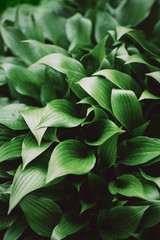 Fresh green foliage. Leaves background. Green dynamic backdrop for your design. Tropical leaf texture.
