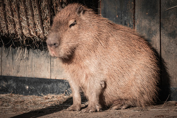 cute capybara portrait taking sun